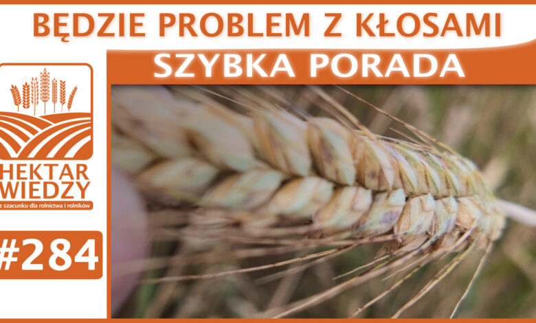 Okładka_SP_284