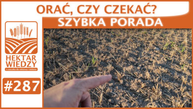 Photo of ORAĆ, CZY CZEKAĆ? | SZYBKA PORADA #287