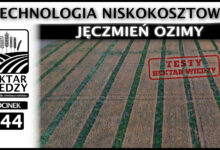 Photo of JĘCZMIEŃ OZIMY – TECHNOLOGIA NISKONAKŁADOWA | TESTY HEKTAR WIEDZY | ODCINEK 344
