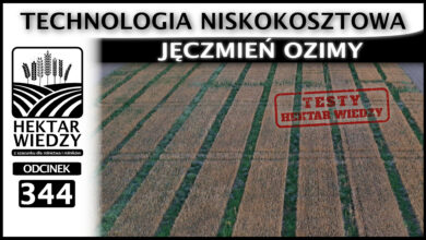Photo of JĘCZMIEŃ OZIMY – TECHNOLOGIA NISKONAKŁADOWA | TESTY HEKTAR WIEDZY | ODCINEK 344