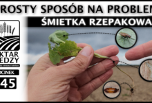 Photo of PROSTY SPOSÓB NA PROBLEM – ŚMIETKA RZEPAKOWA | ODCINEK 345