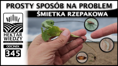 Photo of PROSTY SPOSÓB NA PROBLEM – ŚMIETKA RZEPAKOWA | ODCINEK 345