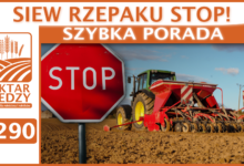 Photo of SIEW RZEPAKU STOP! | SZYBKA PORADA #290