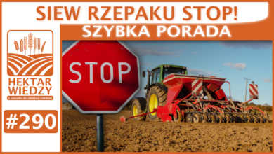 Photo of SIEW RZEPAKU STOP! | SZYBKA PORADA #290