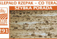 Photo of SKLEPAŁO RZEPAK – CO TERAZ? | SZYBKA PORADA #291