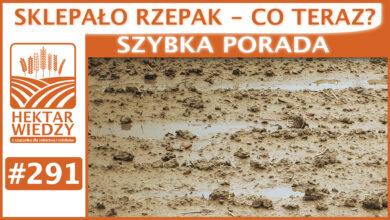 Photo of SKLEPAŁO RZEPAK – CO TERAZ? | SZYBKA PORADA #291