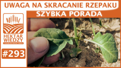 Photo of UWAGA NA SKRACANIE RZEPAKU! | SZYBKA PORADA #293