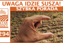 Photo of UWAGA IDZIE SUSZA! | SZYBKA PORADA #294
