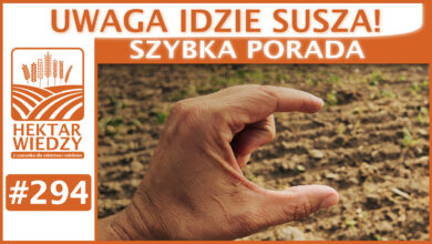 Photo of UWAGA IDZIE SUSZA! | SZYBKA PORADA #294