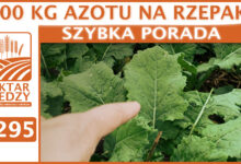 Photo of 100 KG AZOTU NA RZEPAK! | SZYBKA PORADA #295