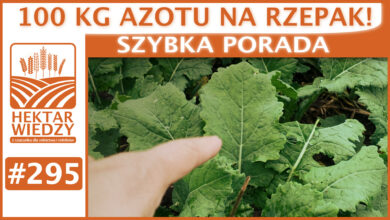 Photo of 100 KG AZOTU NA RZEPAK! | SZYBKA PORADA #295