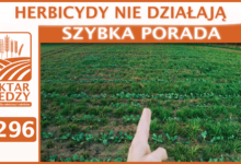 Photo of HERBICYDY NIE DZIAŁAJĄ | SZYBKA PORADA #296