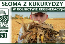 Photo of SŁOMA Z KUKURYDZY W ROLNICTWIE REGENERACYJNYM | ODCINEK 351