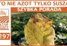 Photo of TO NIE AZOT TYLKO SUSZA! | SZYBKA PORADA #297