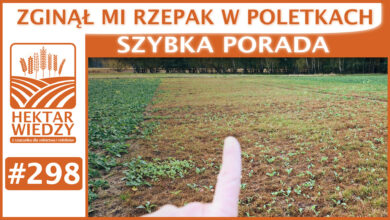Photo of ZGINĄŁ MI RZEPAK W POLETKACH | SZYBKA PORADA #298