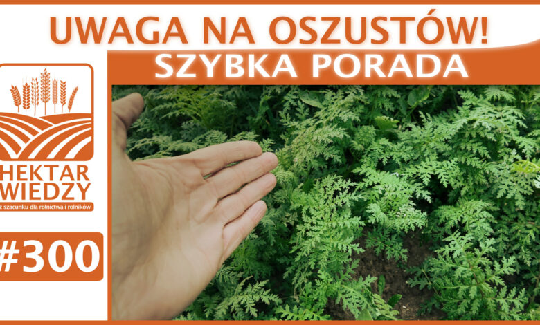 Okładka_SP_300