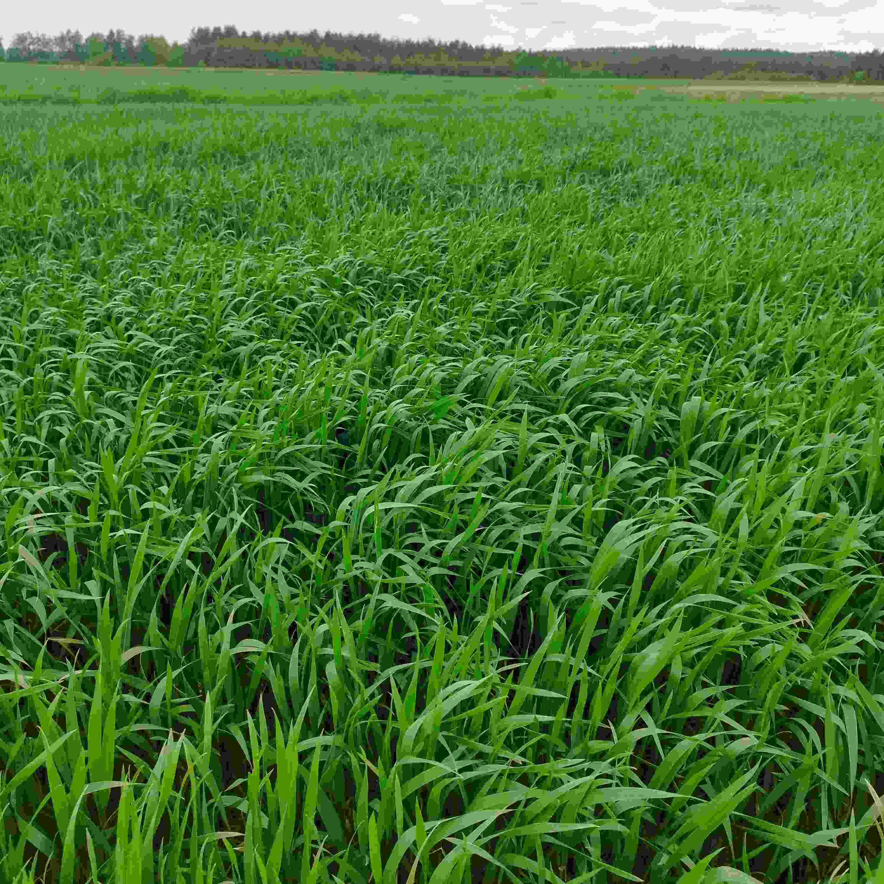 Photo of Bartłomiej Strumidło